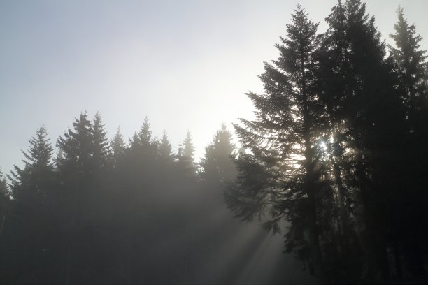 冷杉中有太阳和雾图片下载