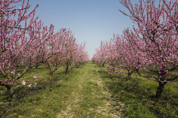 樱花在田野里盛开图片下载