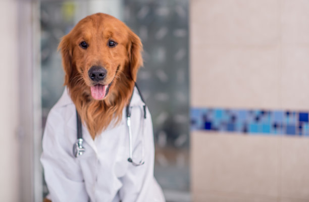 狗在看兽医图片下载