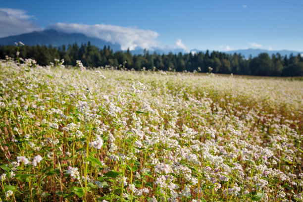 荞麦图片下载