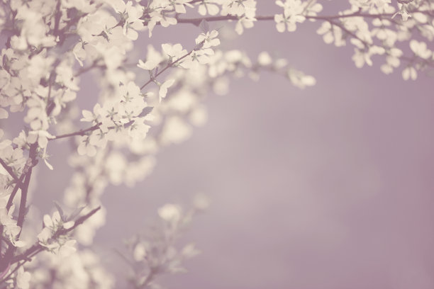 美丽的春天的花朵图片下载