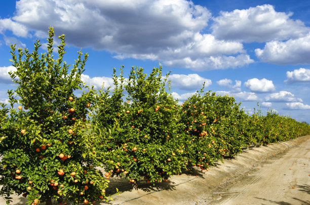橘树园图片下载