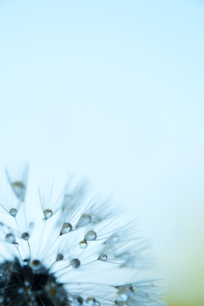 蒲公英种子与雨滴图片下载