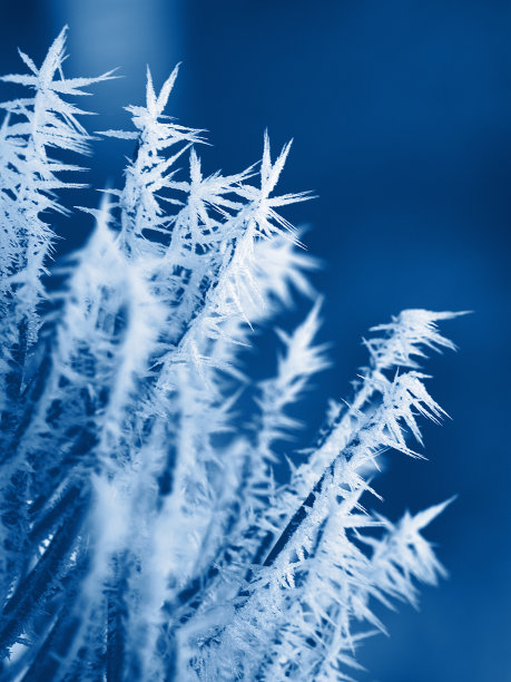 结霜的松树树枝图片下载