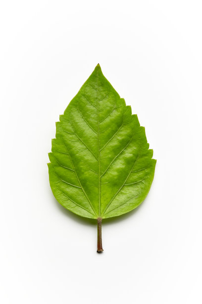 绿色的叶子图片下载