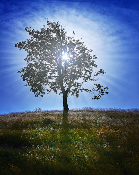 山顶上一棵孤独的树，阳光透过树叶照耀着图片下载