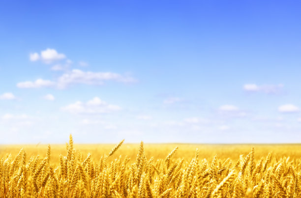 小麦照片素材ID：145874326