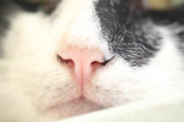 猫鼻子的宏图片下载