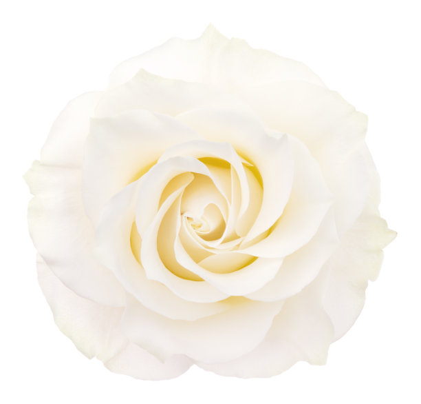 玫瑰。素材图片