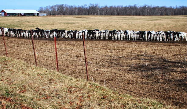 奶牛场图片下载