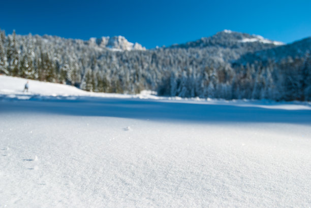 冬季景观与雪和树图片下载