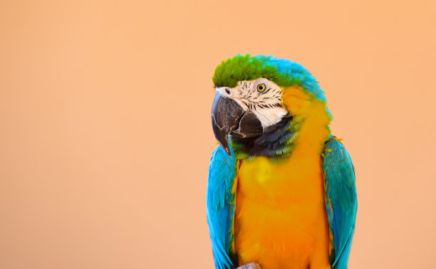 金刚鹦鹉图片下载