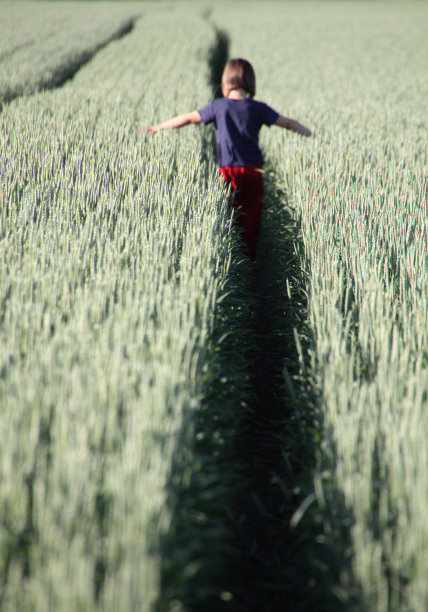 小女孩在绿色的麦田里图片下载