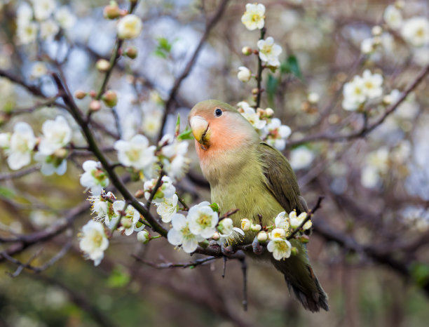 鹦鹉站在李子树上图片下载