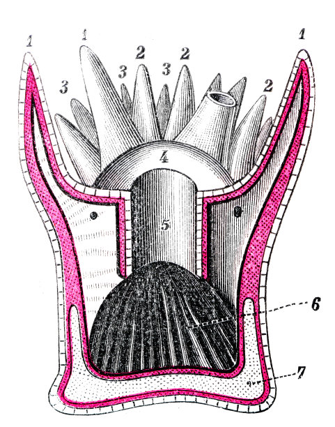 古董医学科学插图高分辨率:海葵图片下载