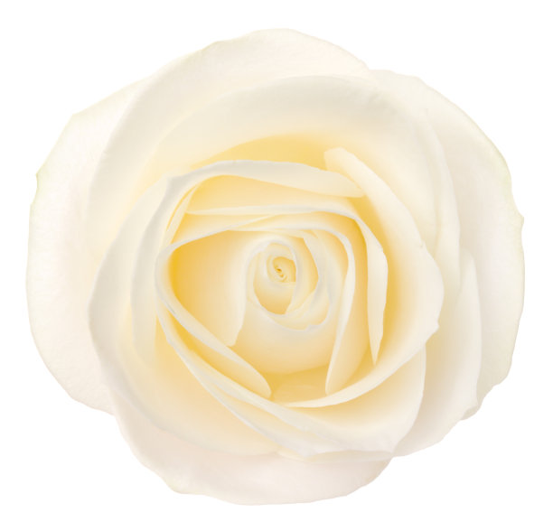 玫瑰。图片下载