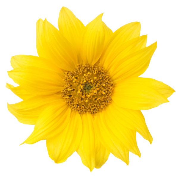 向日葵。图片下载