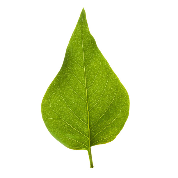 淡紫色的绿叶图片下载