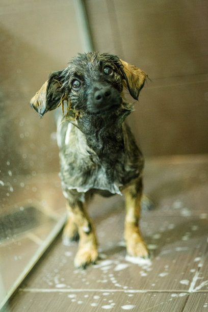 湿的狗图片下载