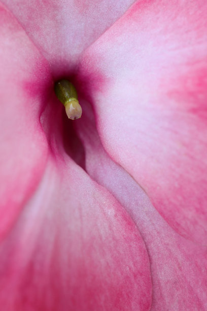 粉红色的花瓣(忙丽齐)特写图片下载
