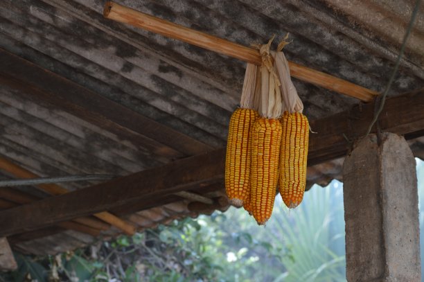 干玉米图片下载