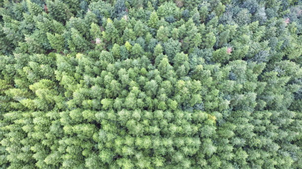 云杉森林图片下载