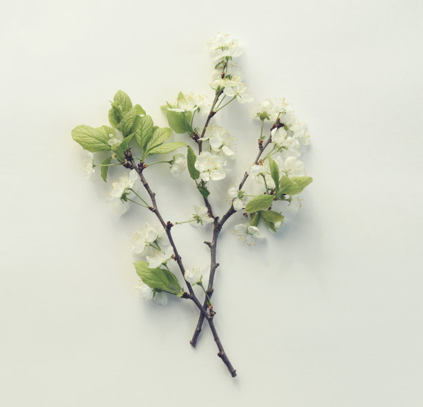 花，花瓣和叶子，组成平躺素材图片