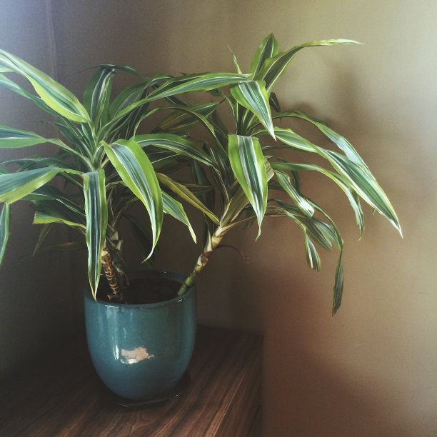 室内植物图片下载