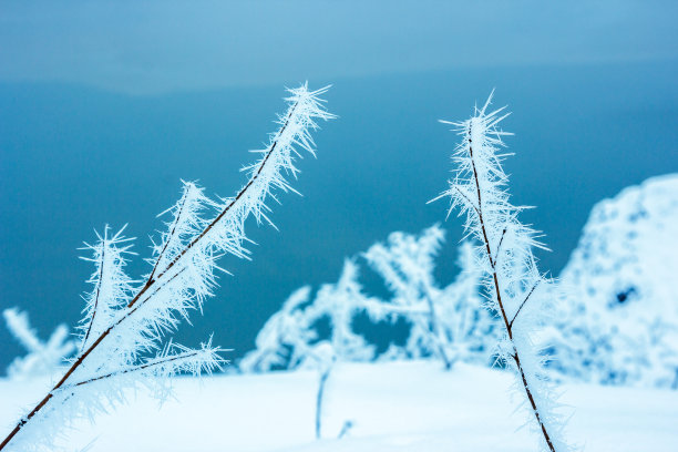 植物的树枝上覆盖着惊人的霜穗，蓝色调图片下载