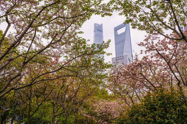 从樱花公园看上海图片下载