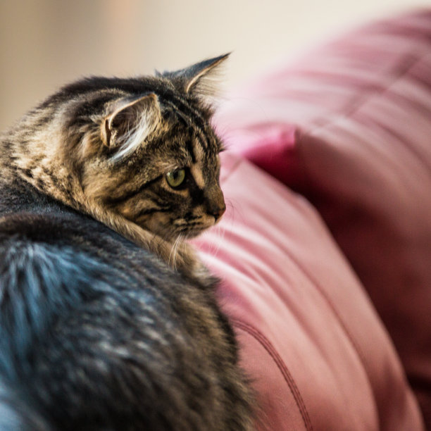 缅因库恩猫图片下载