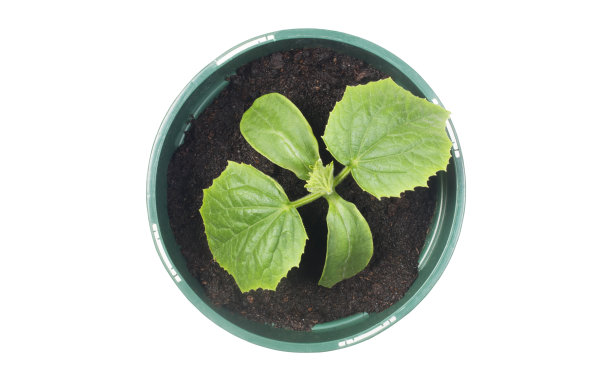 骨髓/胡瓜Plant图片下载