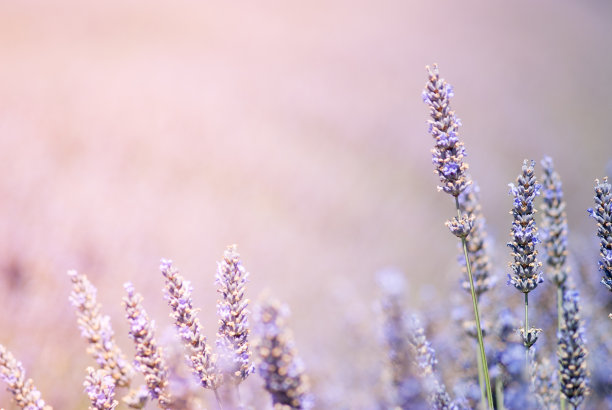 盛开的薰衣草花图片下载