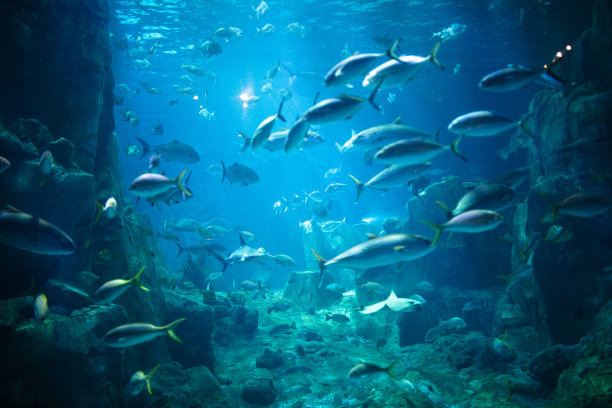 水族馆素材图片