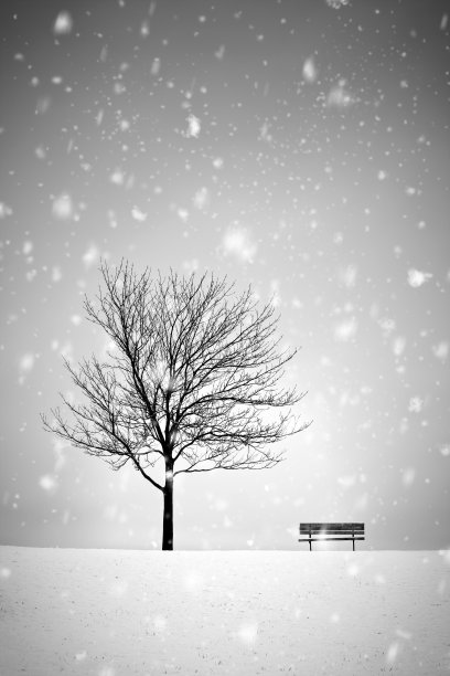 冬天的树和长凳图片下载