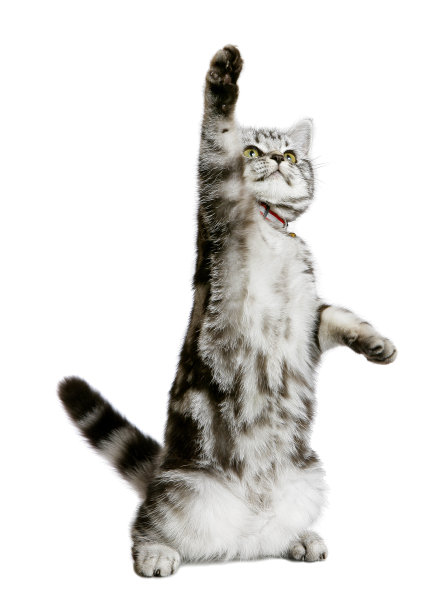 一只爪子向上的漂亮小猫(孤立在白色上)图片下载