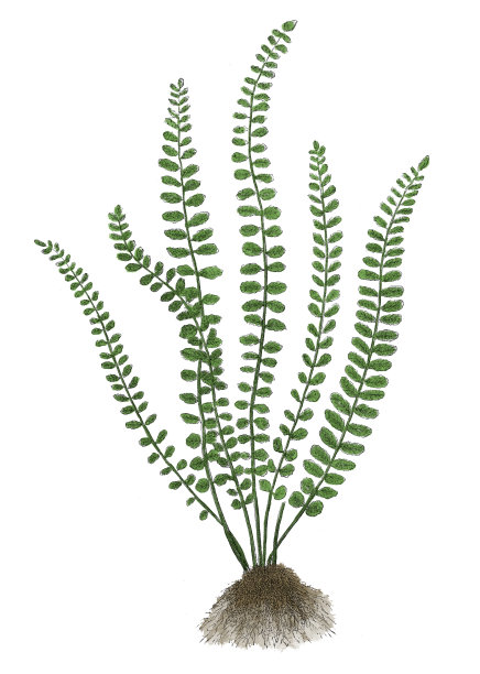 毛头木(古代植物雕刻)图片下载