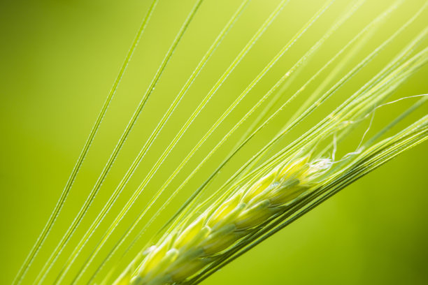 绿色的大麦素材图片