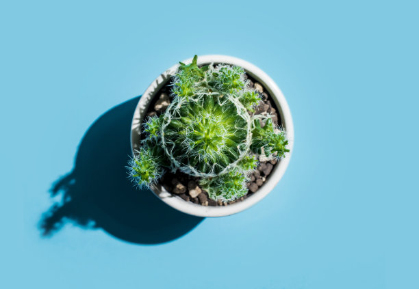 小仙人掌图片下载