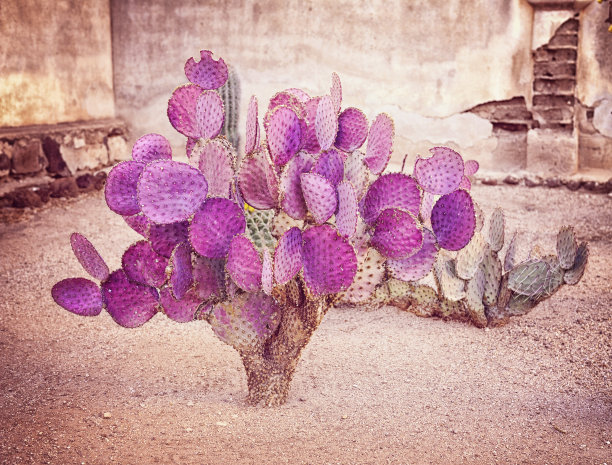 亚利桑那州南部的紫色多刺梨仙人掌图片下载