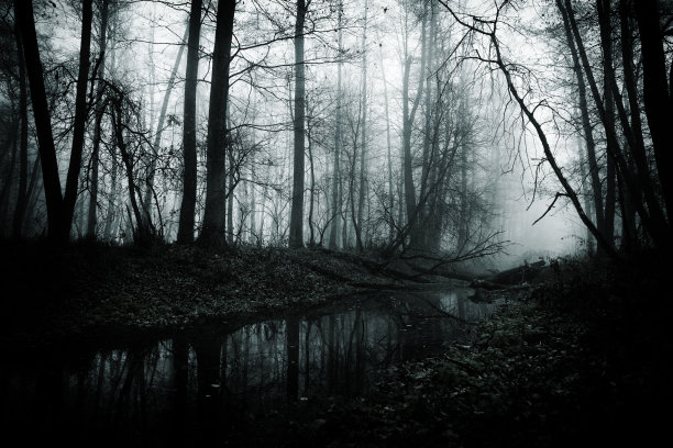 黑暗迷雾森林图片下载