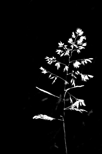 草叶，黑色和白色图片下载