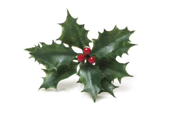 霍莉 （伊莱克斯 · 阿奎福利姆）图片下载