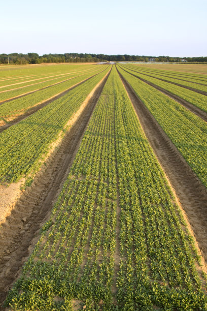 农田里成排的庄稼，垂直的图片下载