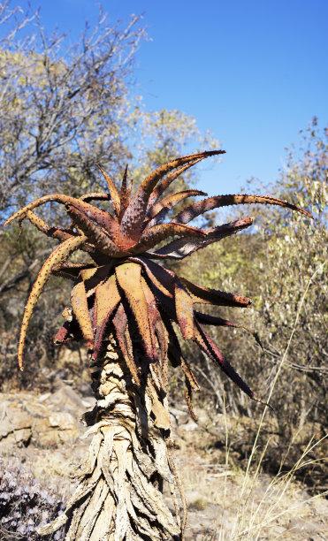 非洲南部的麻洛塔芦荟图片下载