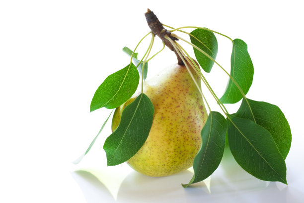 新鲜,多汁的梨图片下载