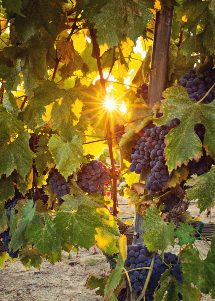 落日的阳光透过葡萄园的葡萄藤图片下载