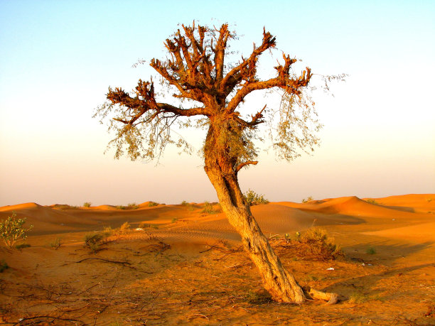 孤独的树图片下载