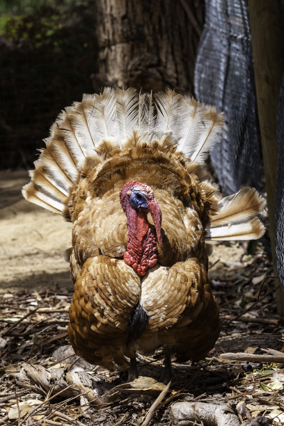 长着一张只有它妈妈才能爱的脸的公火鸡图片下载