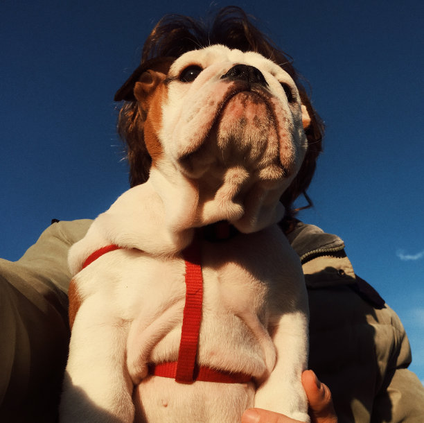 与狗狗自拍，有趣图片下载